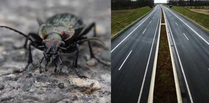 Autostrada BLOCATĂ de gândacul croitor. Colaj foto Pexels/ Unsplash