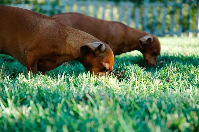 Câinii adoră să mănânce iarbă / Foto: Pexels