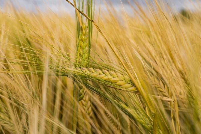 Ucraina, unul dintre marii producatori de cereale ai lumii 