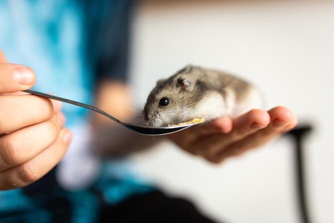 Hamsterii pot transmite COVID-19 oamenilor - STUDIU / Foto: Pixabay, de Cindy Parks