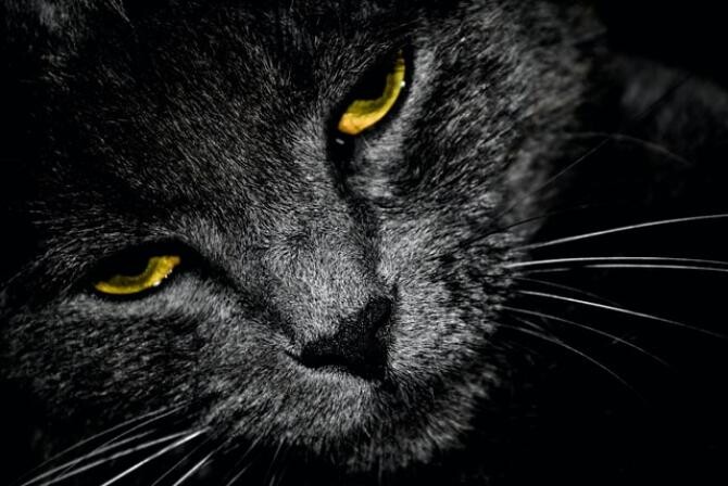 Ochi de felină. Foto Unsplash, autor  id23 