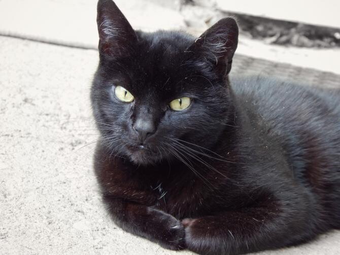 Blana pisicilor negre se poate "decolora" la soare / Foto: Pxhere