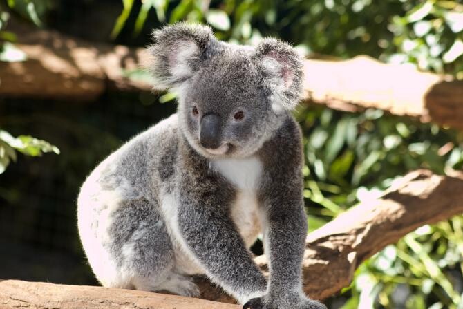 Ursul koala a fost inclus în lista animalelor în pericol de dispariție   /  Foto cu caracter ilustrativ: Pexels 