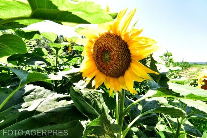 Foto Ilustrativ-Floarea soarelui 