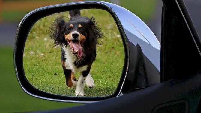 Câinii au obiceiul să alerge după ce e în mişcare: maşini, biciclete, trotinete sau chiar oameni care fac jogging Foto: Pexels 