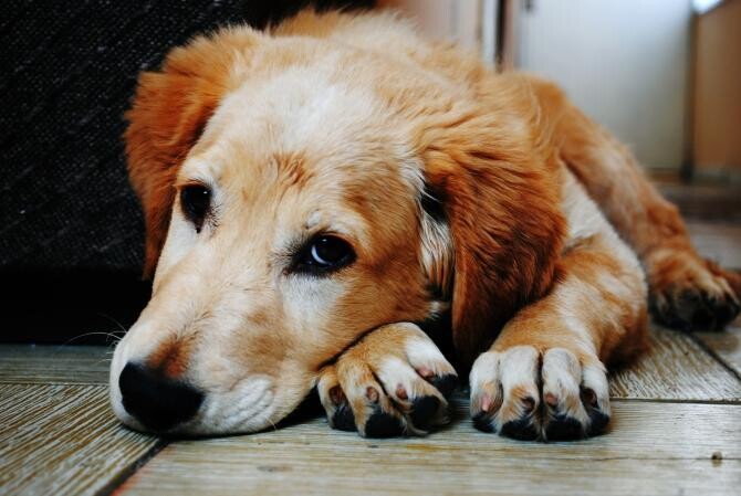 Și câinii suferă de depresie. Cum se manifestă / Foto: Pexels