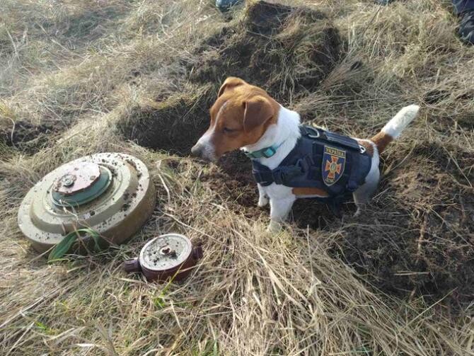 El este câinele erou din Ucraina. Patron ajută soldații ucraineni la depistarea minelor puse de ruși în Cernihiv / Foto: Twitter DSNS.GOV.UA