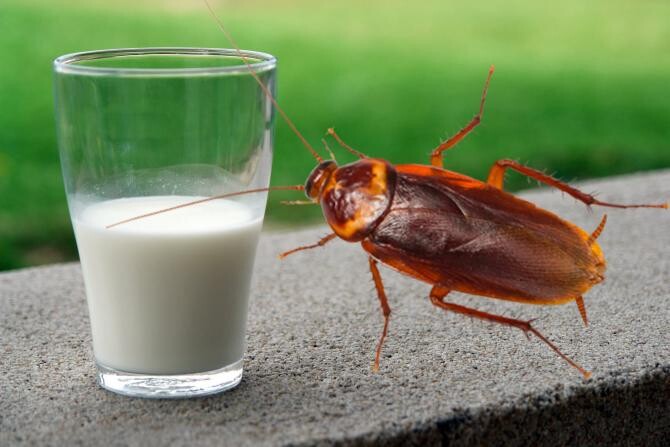 Laptele de gândac ar putea fi omologat ca superaliment