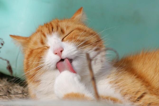 2. Pisica Pix... (pisica-pixabay-foto-3_88005200.jpg)
