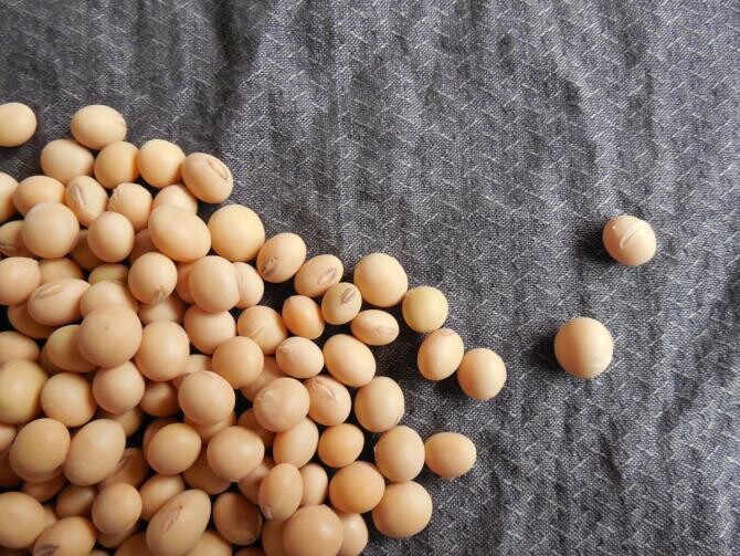 Seminţele de soia conţin fitonutrienţi de calitate superioară / Foto: Pxhere