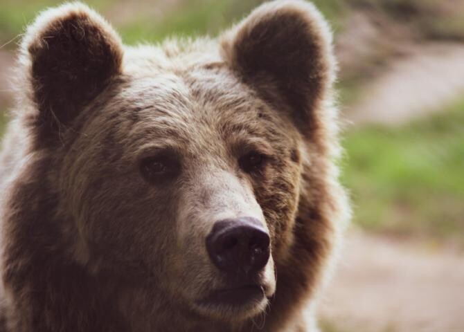 Alertă de urs în Râmnicu Vâlcea. Animalul sălbatic a pătruns într-o gospodărie în Fețeni