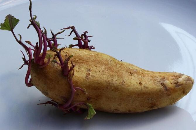 Tulpinile și frunzele cartofului conțin solanine, care sunt extrem de toxice. Foto: Pixabay