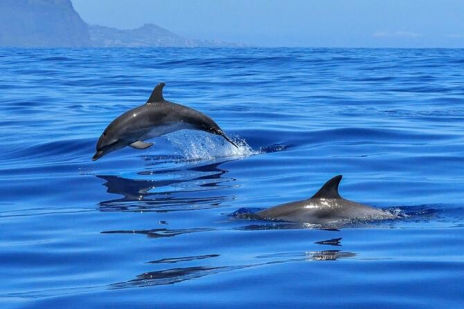 Delfinii, folosiți de ruși pentru a proteja o bază navală din Crimeea / Foto: Pixabay, de Wolfgang Zimmel