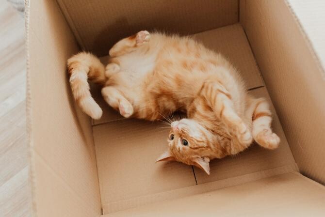 Pisicile adoră cutiile de carton / Pexels, Arina Krusnikova