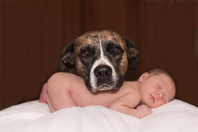 De ce este bine să ai un câine în casă dacă ai un copil mic. Dr. Brânduşa Petruțescu: Declanșează un răspuns benefic al sistemului imunitar / Foto: Pixabay
