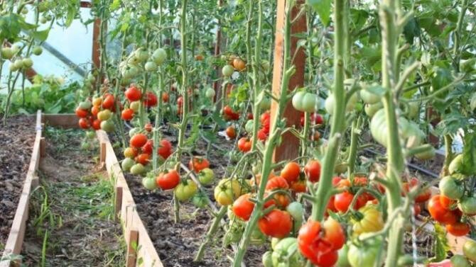 Oana Bulai: Măsurile promovate de PSD au drept principal scop revitalizarea agriculturii