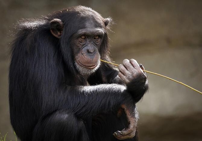 Variola maimuței ar fi suferit mai multe mutații. Dr. Marius Geantă, avertisment: Este mai transmisibilă decât știam / Foto: Pixabay, de Suju-Foto