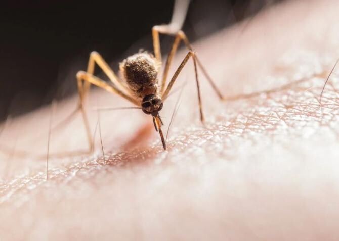 Zece remedii pentru a calma înțepăturile de țânțari - poartă-le cu tine și vei fi ocolit de insectele enervante. Sursa - Pexels