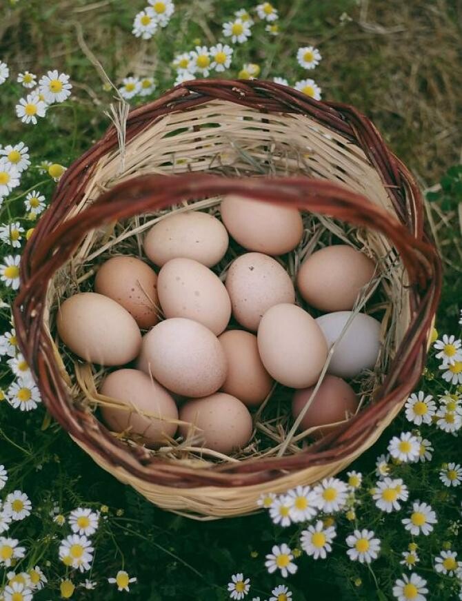 Ce se întâmplă dacă îngropi un ou într-un ghiveci - un truc ciudat, care trebuie încercat măcar o dată. Sursa - Pexels