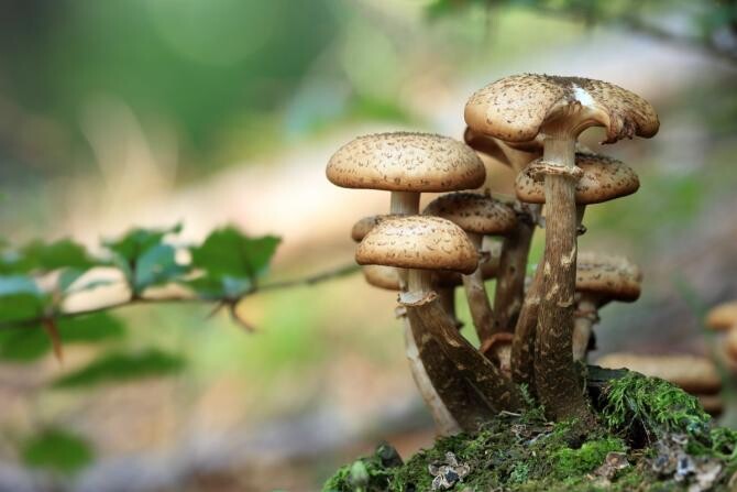 Atenţie la ciupercile culese din pădure! Pot fi fatale / Foto: Pxhere