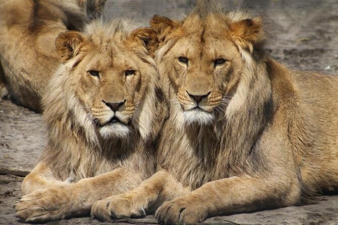 Ro-Alert în Suceava. Doi lei au scăpat de la Zoo / Foto: Pixabay, de Gwen 