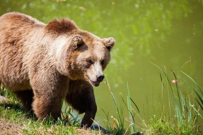 O femeie a fost atacată de un urs, în Petrila, Hunedoara / Foto Pexels