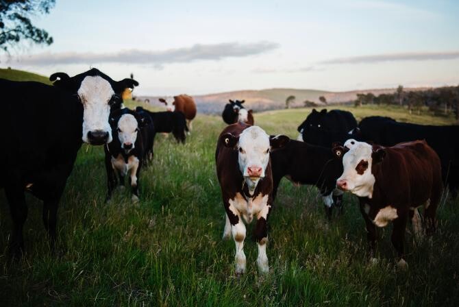 Vacile și emisiile de metan. UE trebuie să reducă numărul de bovine dacă vrea să îşi atingă obiectivele (studiu) - Foto Pexels Kat Smith