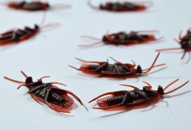 Scapă de gândacii cu aceste două ingrediente naturale, casa ta va fi neospitalieră pentru insecte. Sursa - Pexels