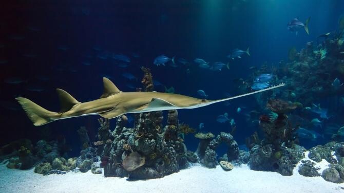 Cinci animale marine deosebite pe care le poți vedea în apele Greciei. Cât de periculos este rechinul Basking / Foto: Pixabay