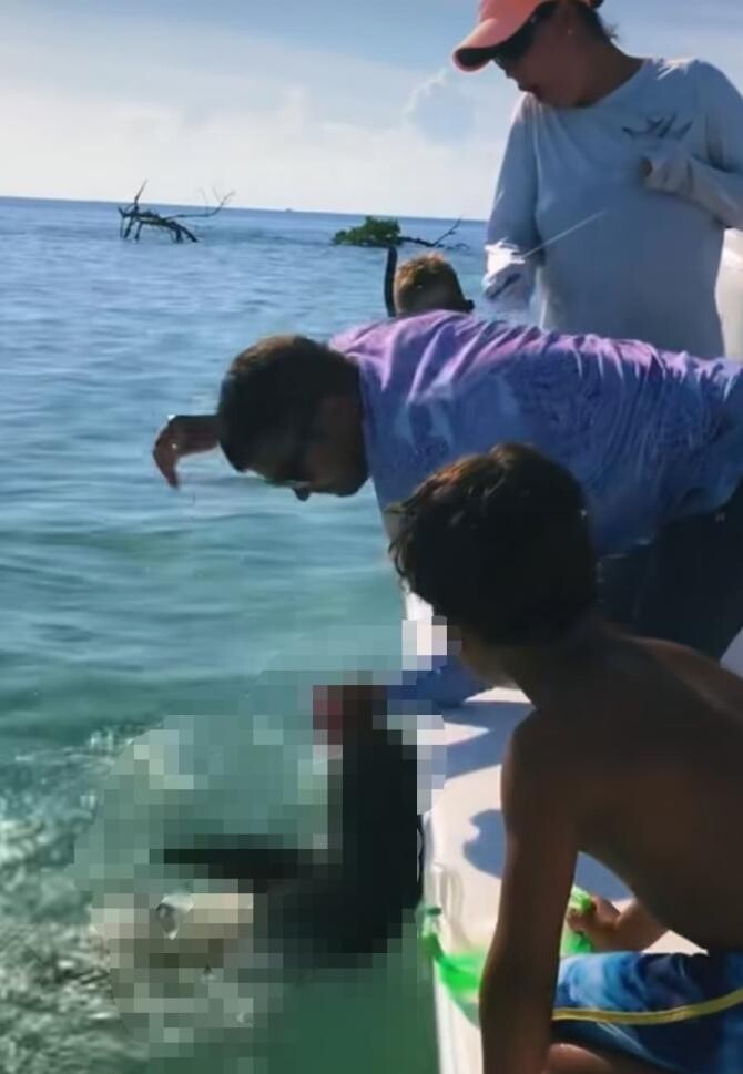 Un tată a fost atacat de rechin, sub privire neputincioase ale fiului său / Foto: Captură video Tiktok reedermandyy