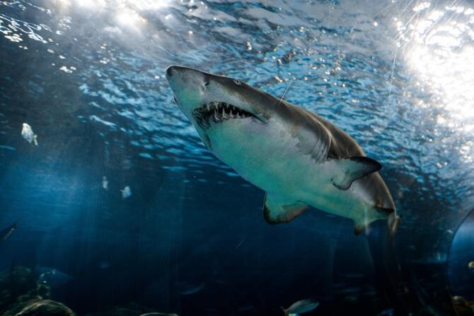 Biolog marin, despre cazul româncei ucise de rechin în Egipt: "Practic, atrag deliberat rechinii". Gestul interzis / Foto: Unsplash, de Marcelo Cidrack