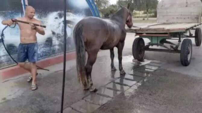 Demon gasoline Gymnast Se-ntâmplă-n România: un bărbat şi-a spălat calul la o spălătorie auto |  DCNews