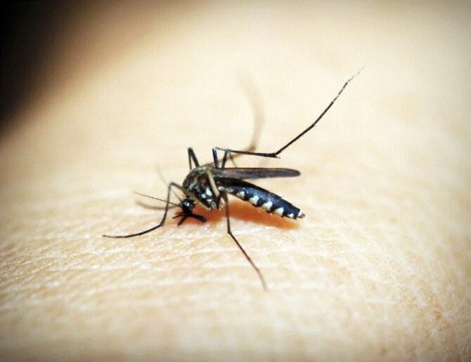 Cea mai buna capcană pentru țânțari și muște - o poți face în casă și vei scăpa de toate insectele. Sursa - Pexels