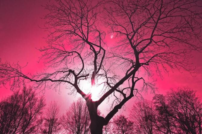 Cerul s-a făcut roz în Australia. Martor: Vine sfârșitul lumii / Foto: Pixabay, de MabelAmber