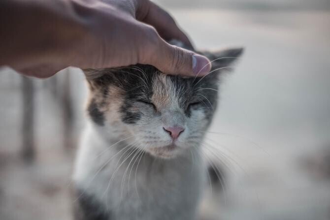 Primul caz raportat al unei persoane care a luat Covid-19 de la o pisică / Foto: Pexels, de Hunain Bin Shahid
