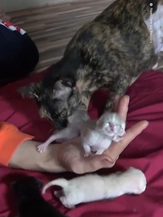 Un pui de pisică s-a născut cu două fețe / Foto: Captură video Twitter NowThis