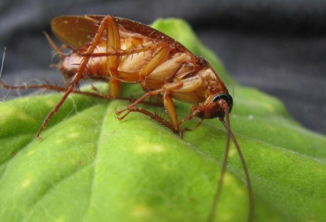 Aceste plante alungă gândacii - pune-le în casa ta și insectele vor dispărea. Sursa - pixabay.com
