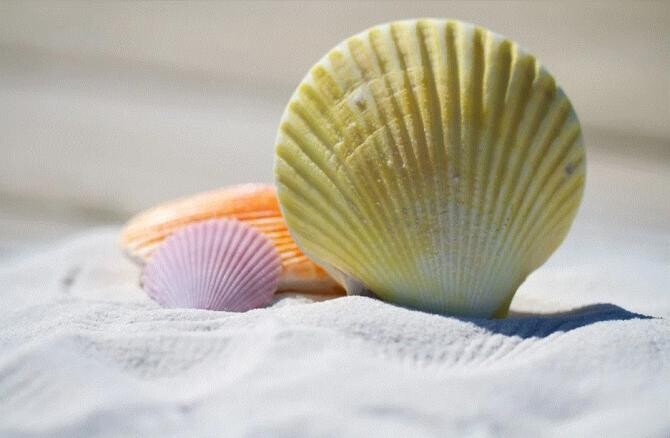 Ai revenit din concediu cu scoici, adunate pe plajă - iată cum poți elimina mirosul urât. Sursa - pixabay.com