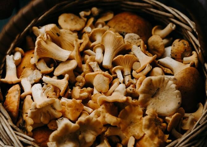 Cultivă ciuperci pleurotus acasă - cum să obții o recoltă bogată chiar în bucătărie. Sursa - pixabay.com