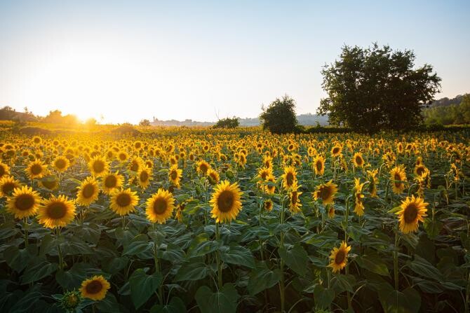Furt de proporții în Ialomița. Hoții au golit un câmp de 30 de hectare de floarea soarelui / Foto: Pixabay, de phfilipposarci
