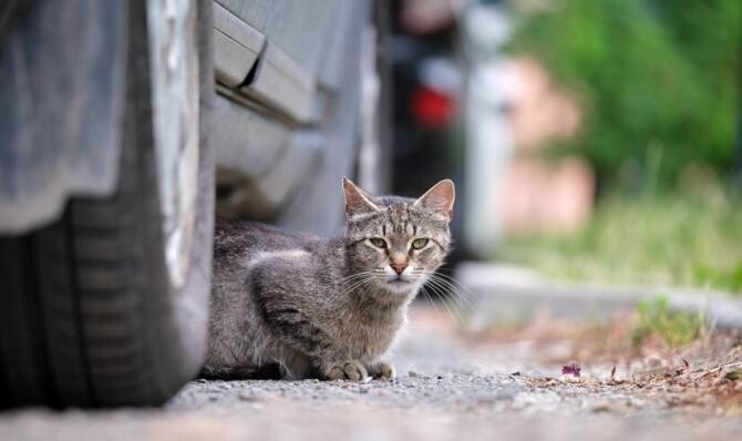 Se apropie sezonul rece. Pisicile fără stăpân vor căuta adăpost la căldură. Verificaţi mereu maşina înainte să plecaţi la drum! / Foto: Unsplash