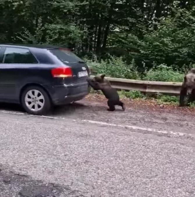 Video viral - Cum l-a ajutat un pui de urs pe un șofer să pornească mașina, pe Transfăgărășan. "Faceți economie la benzină" / Foto: Captură video Facebook Meteoplus