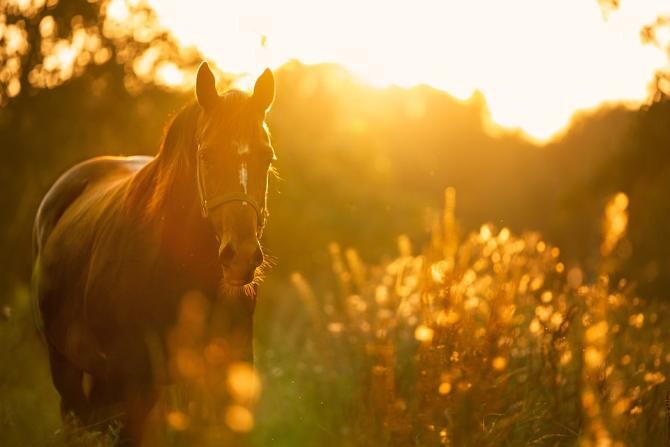 Raul Ghebea: Cu toată frumusețea lor poetică, caii de la Letea nu prea au ce să caute la Letea / Foto: Pixabay, de Kelly van de Ven