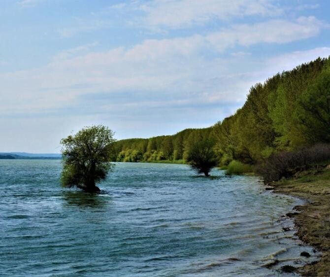 Uniunea Internaţională pentru Conservarea Naturii a declarat ca 'dispărută din Dunăre' o specie de sturioni (WWF)