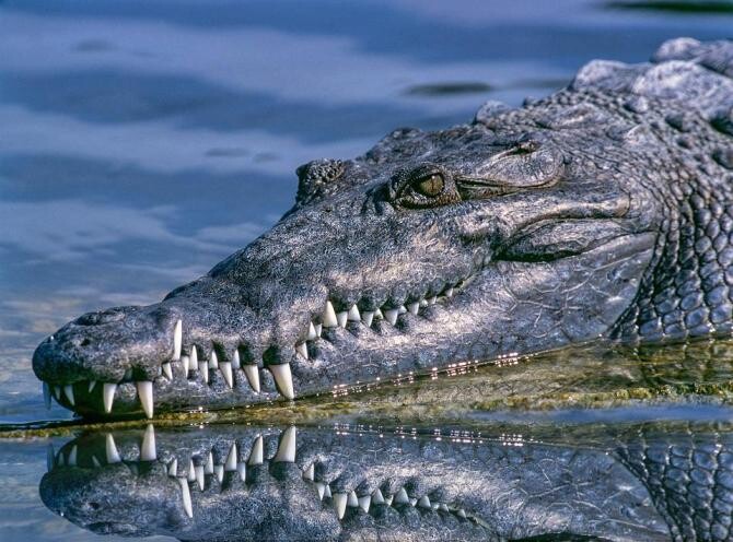 Video șocant: Un crocodil, filmat în timp ce trăgea cadavrul unui bărbat pe care îl omorâse cu puțin timp în urmă / Foto: Pexels