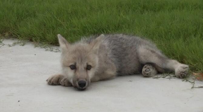 Primul lup arctic clonat din lume / captură video