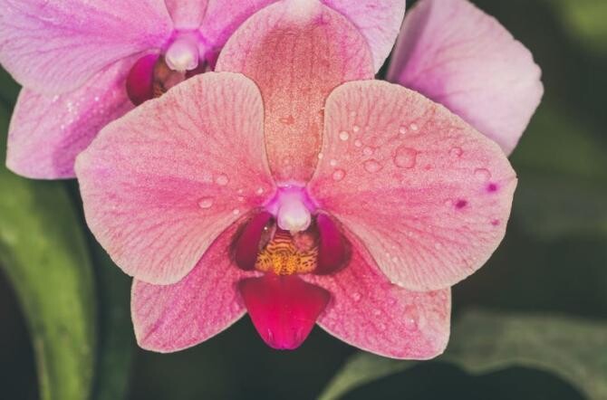 Elixir magic pentru creșterea și înflorirea orhideelor - iată cum trebuie să procedezi. Sursa - Pexels