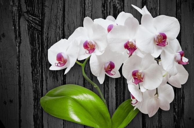 Hrăniți florile de interior cu iaurt, doar grădinarii cu experiență cunosc acest secret. Sursa - pixabay.com