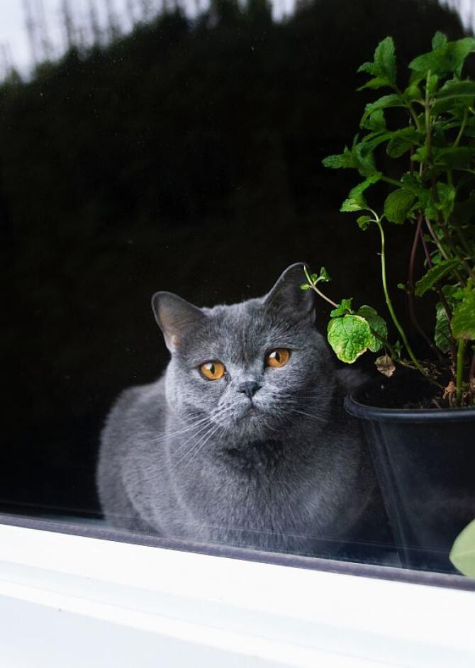 Protejați-vă plantele de interior de pisici și câini - metode eficiente. Sursa - Pexels