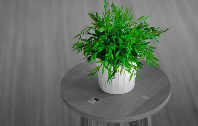 Puneți căței de usturoi în ghivecele plantelor de interior - secretul florarilor cu experiență. Sursa - pixabay.com